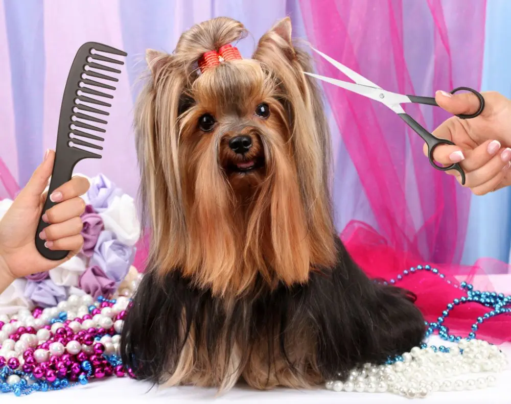Dog receiving a professional spa grooming treatment
