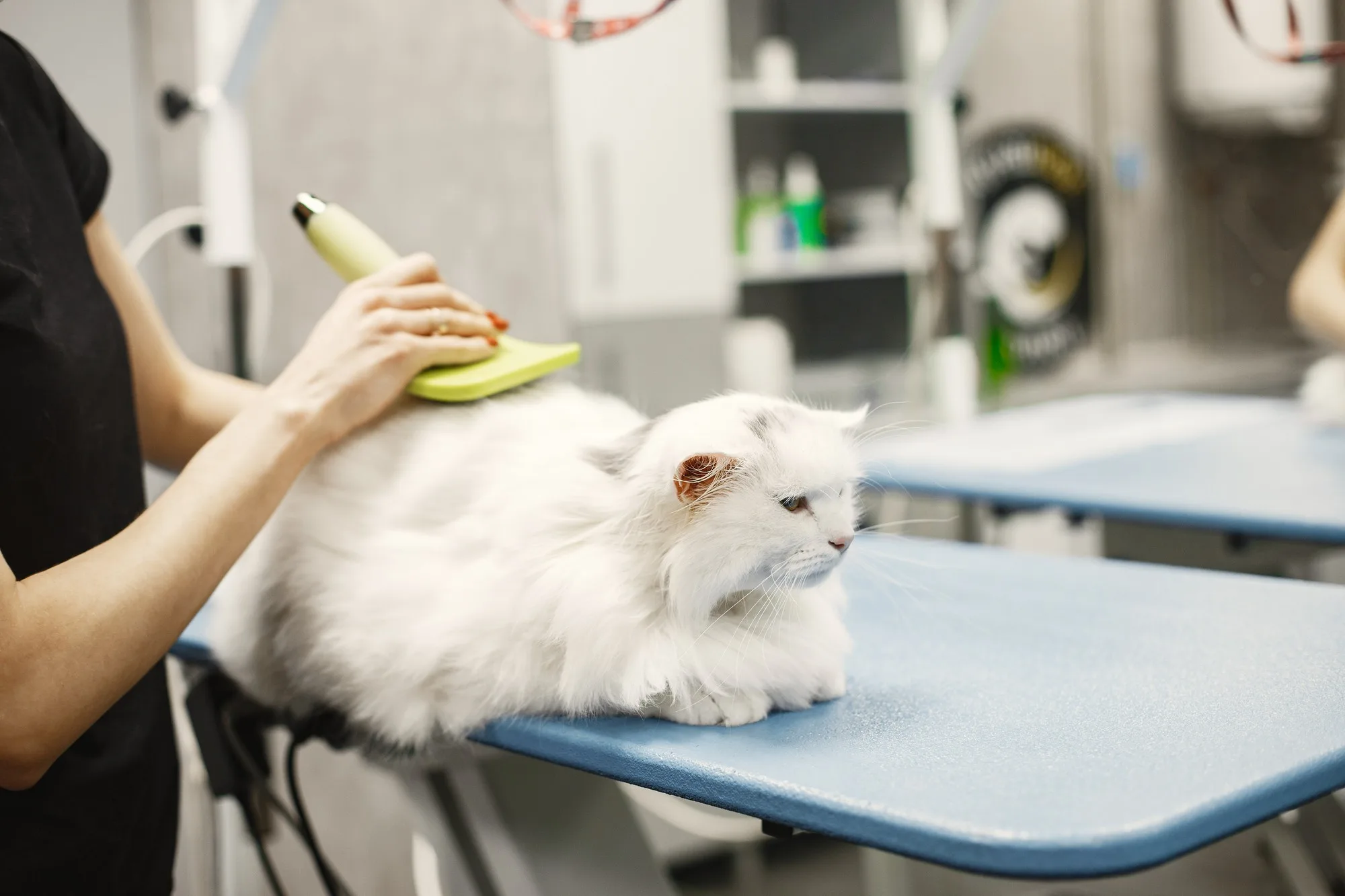 Pet being professionally brushed during a de-shedding appointment