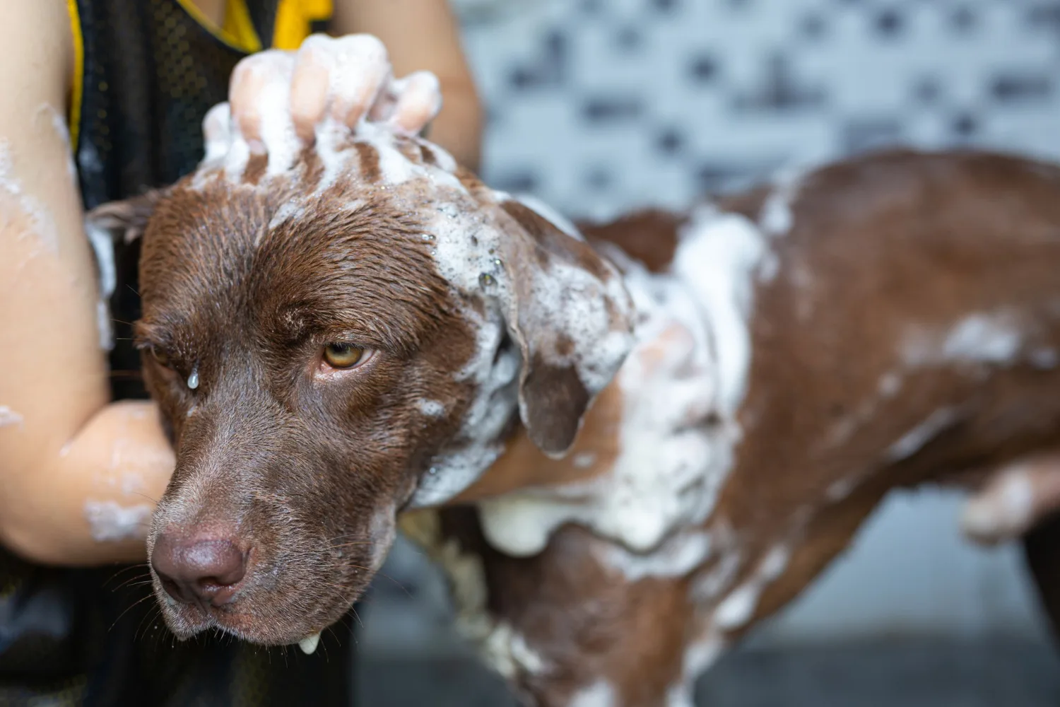 Dog receiving a bath and brush service
