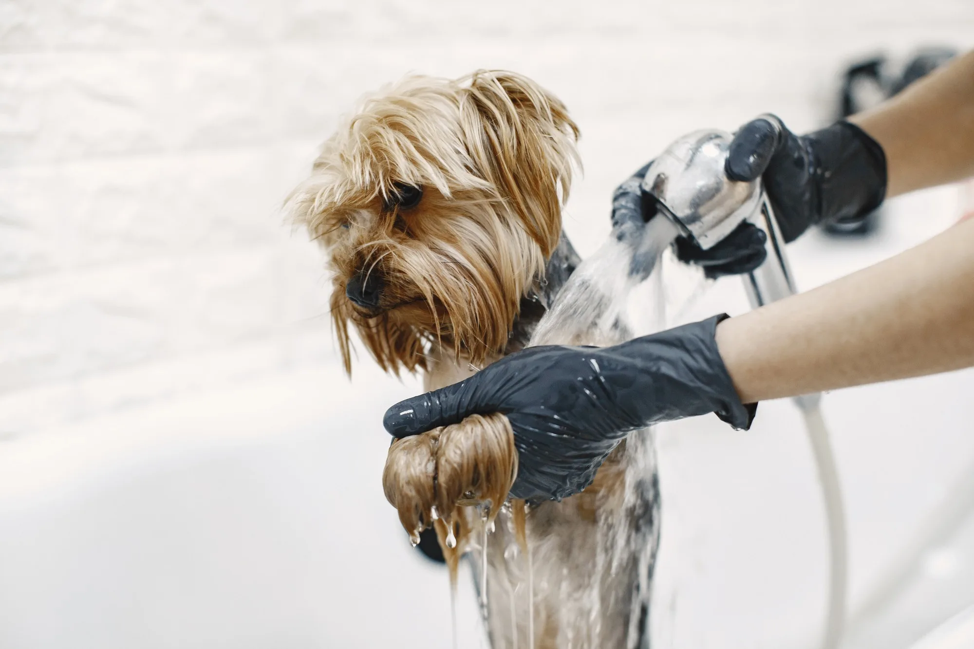 Professional dog grooming process at Olympic Pet Spa