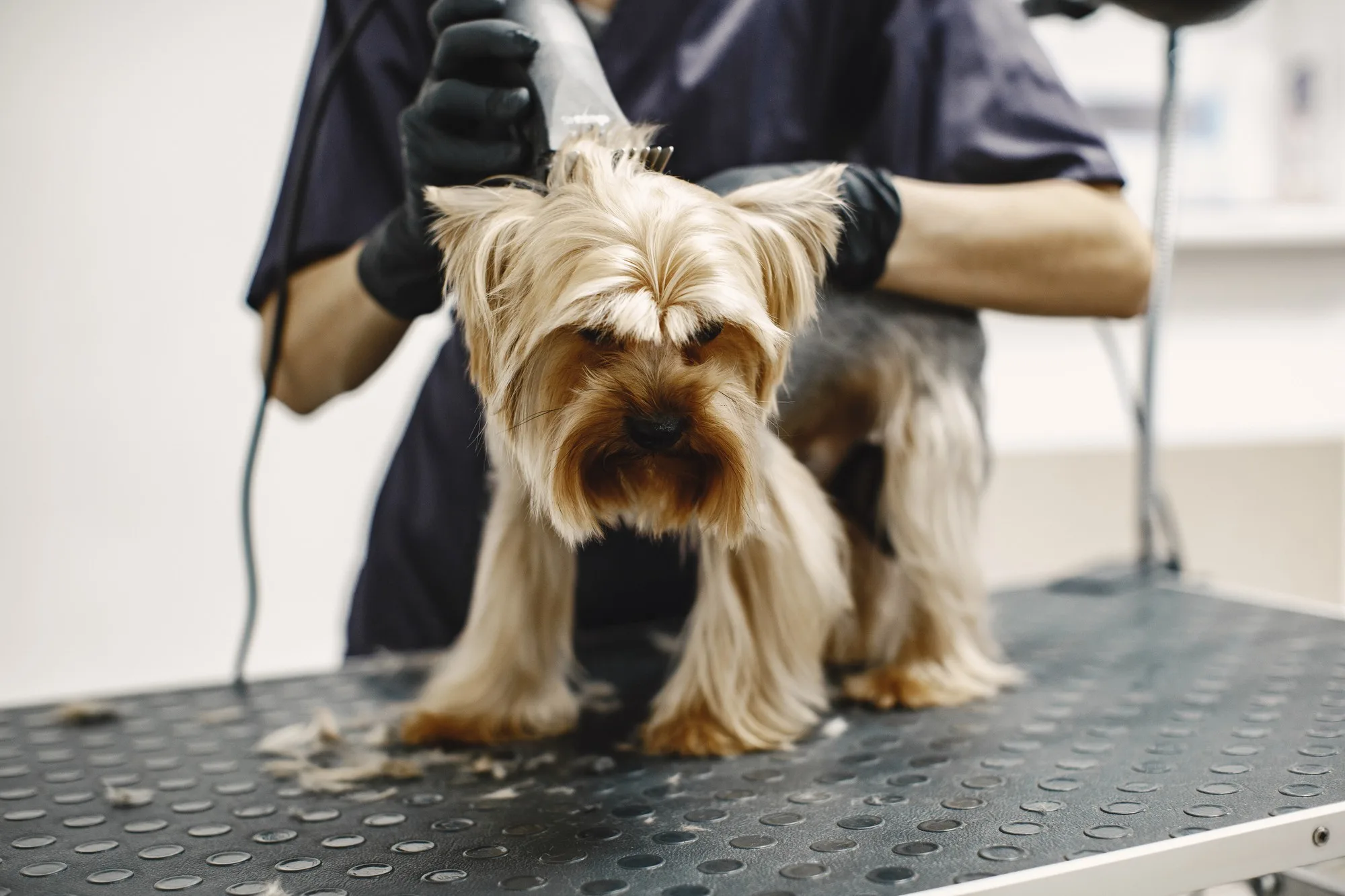 Groomer gently handling a dog during a grooming appointment