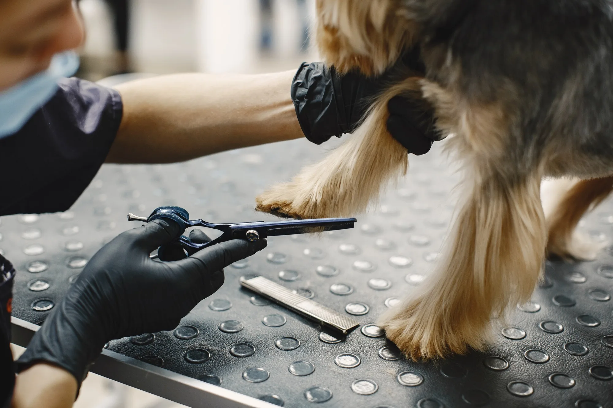 Dog receiving a professional full grooming service at Olympic Pet Spa