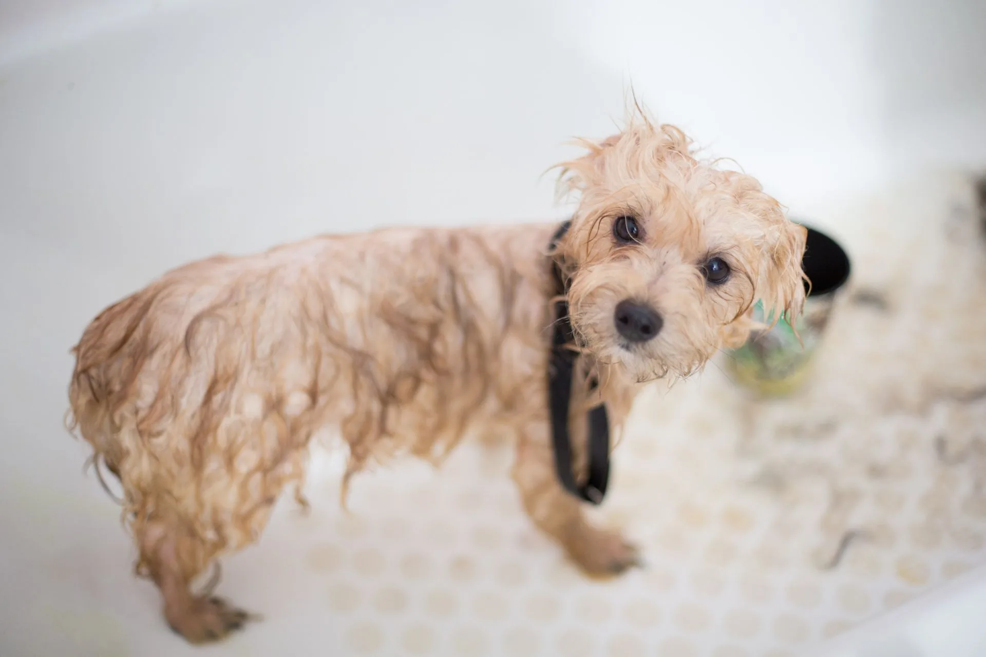 Puppy being gently bathed during a grooming appointment