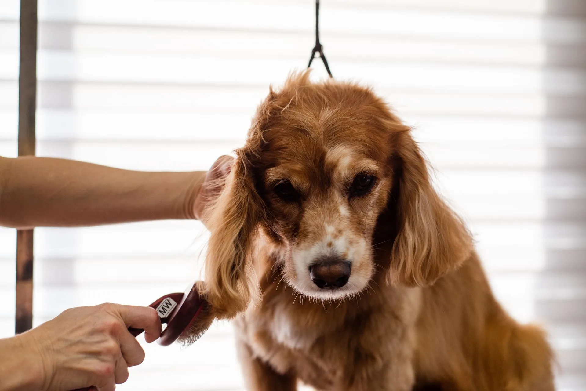 Puppy being gently handled during a professional grooming appointment