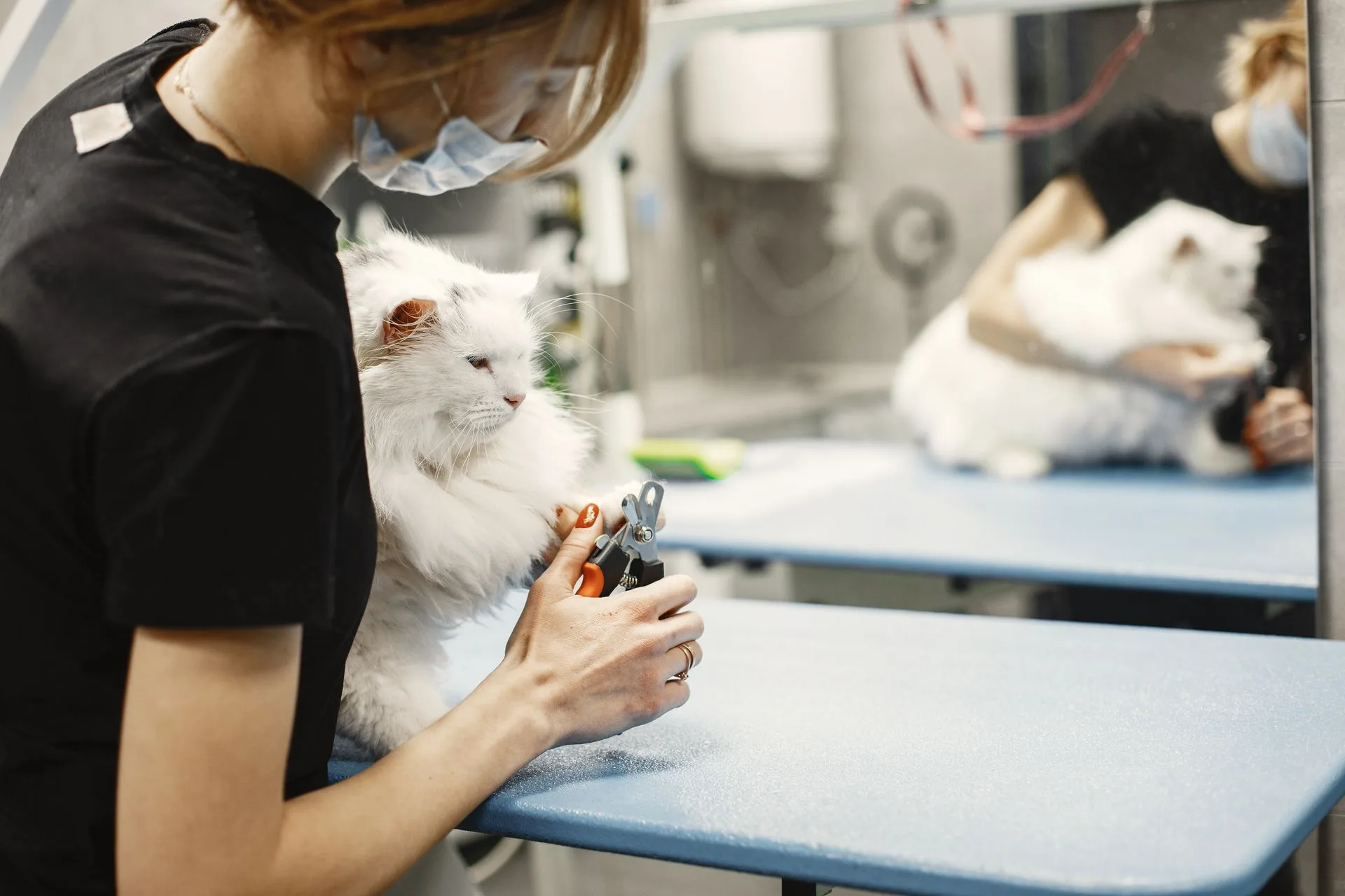 Pet being calmly handled during a nail trimming appointment