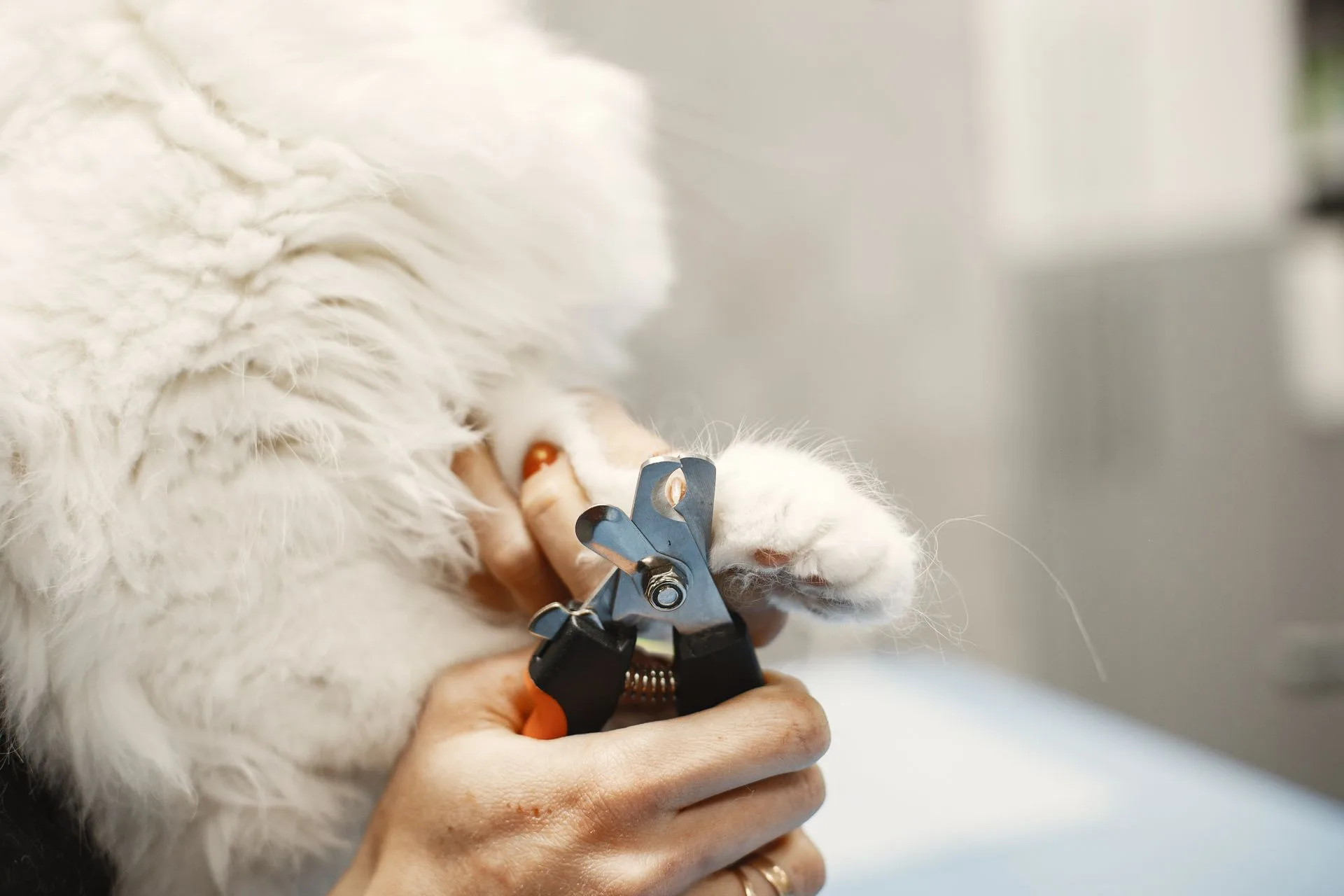 Close-up of a pet receiving professional nail trimming