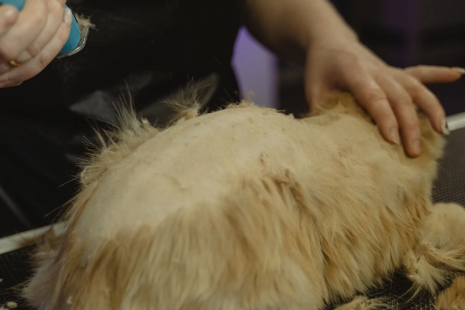 Close-up of professional brushing and loose undercoat removal