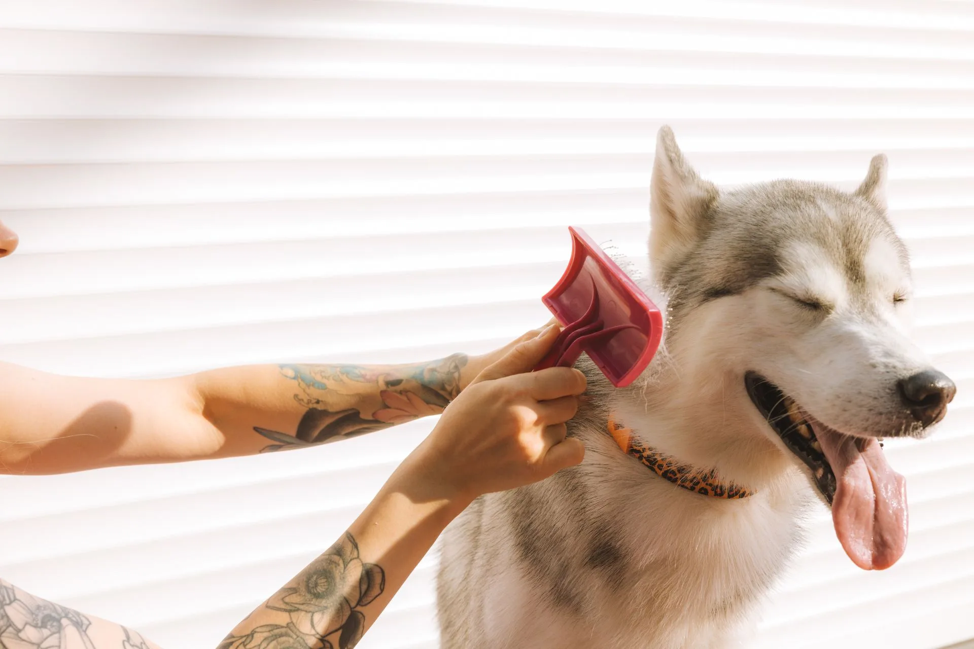 Pet with a clean and well-maintained coat after de-shedding