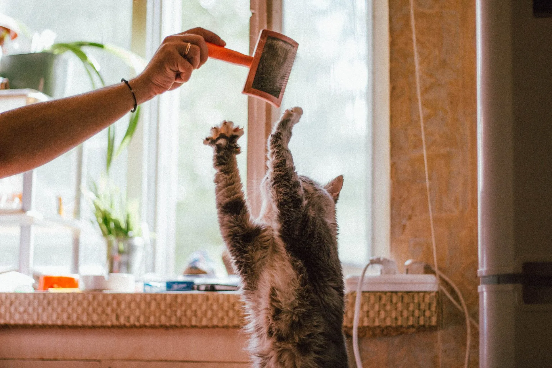 Pet being bathed and dried during a professional de-shedding service
